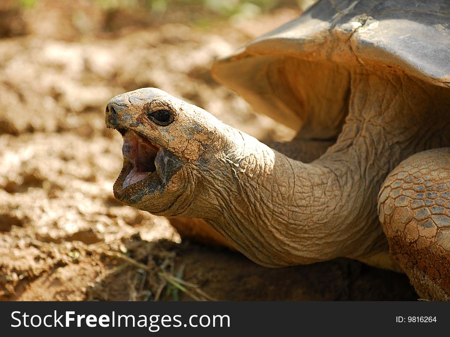 Singing turtle found in the zoo