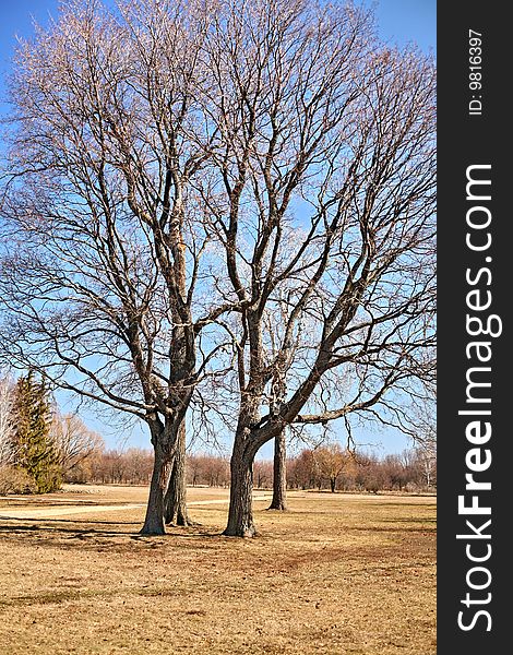 Interlacing of branches and trunks of the trees growing nearby. Interlacing of branches and trunks of the trees growing nearby