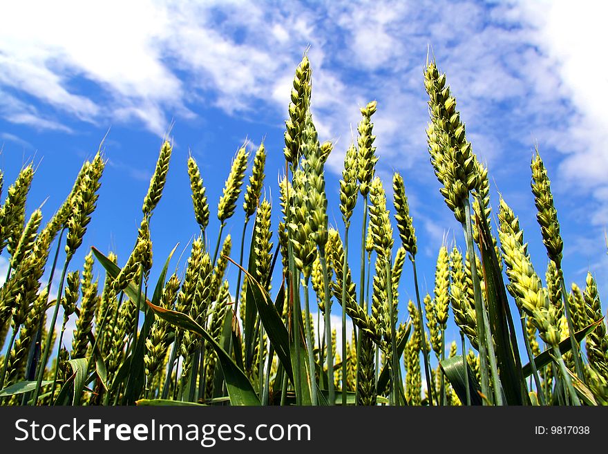 Detail of spikelets with sky on background. Detail of spikelets with sky on background