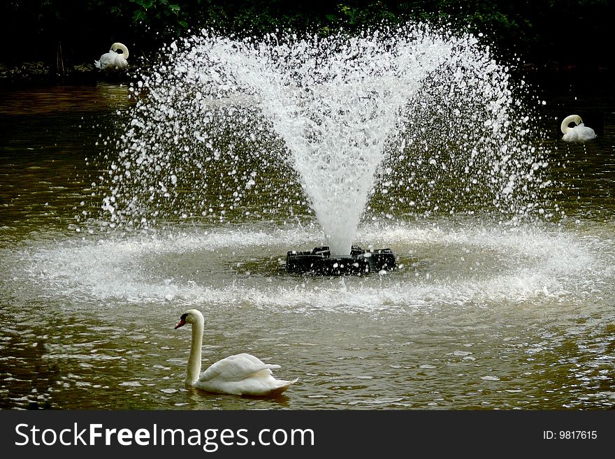A beautiful small lake having fountain and swans at Jurong bird park in Singapore. A beautiful small lake having fountain and swans at Jurong bird park in Singapore.