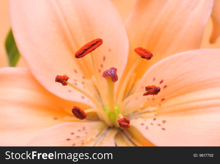 Close up of Orange Tiger Lilly