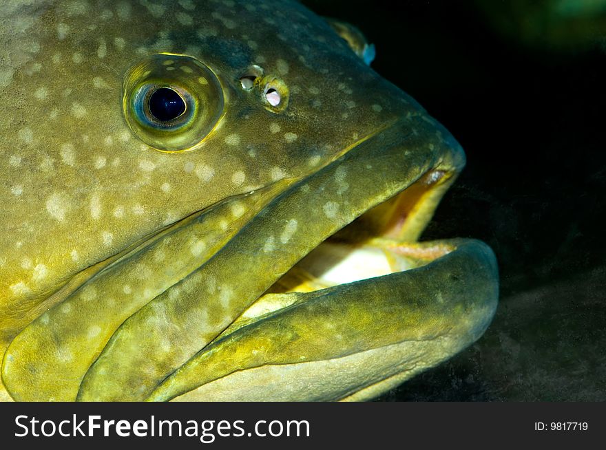 Close-up Yellow Cod-fish