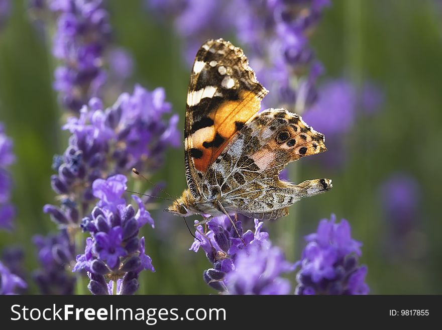 A butterfly is sitting on a lavender plant. A butterfly is sitting on a lavender plant