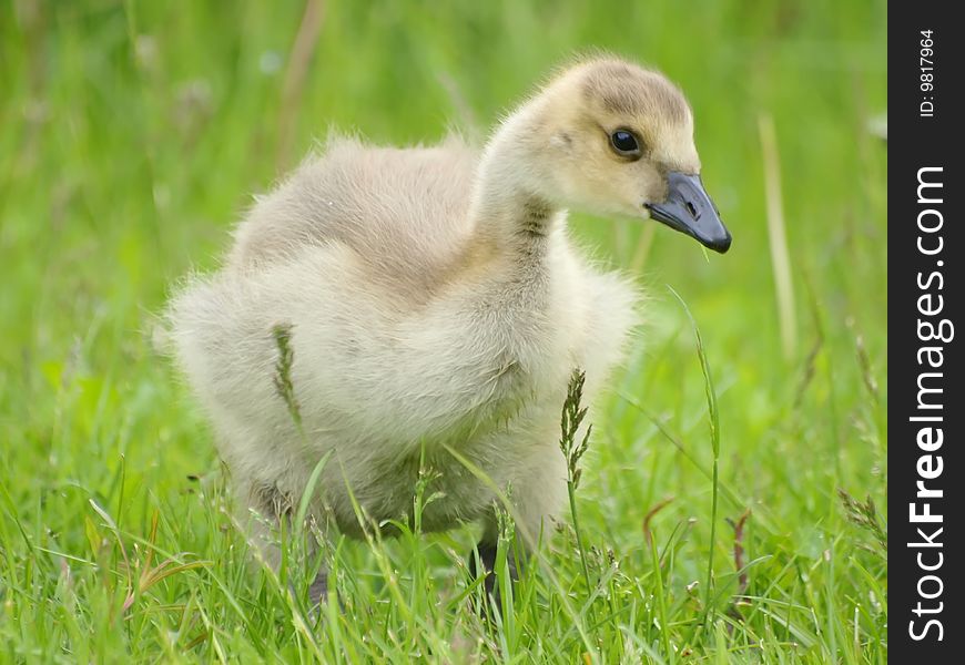 A young Canada gosling in the green grass