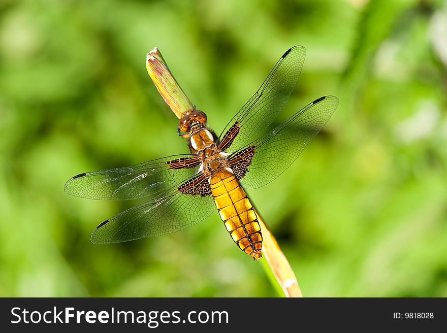 A resting yellow dragonfly on a plant. A resting yellow dragonfly on a plant
