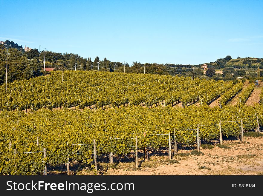 Vineyards in Tuscany Italy near Pienza and Montepulciano