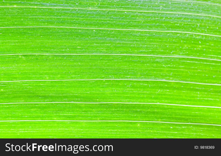 A fresh,green leaf background.