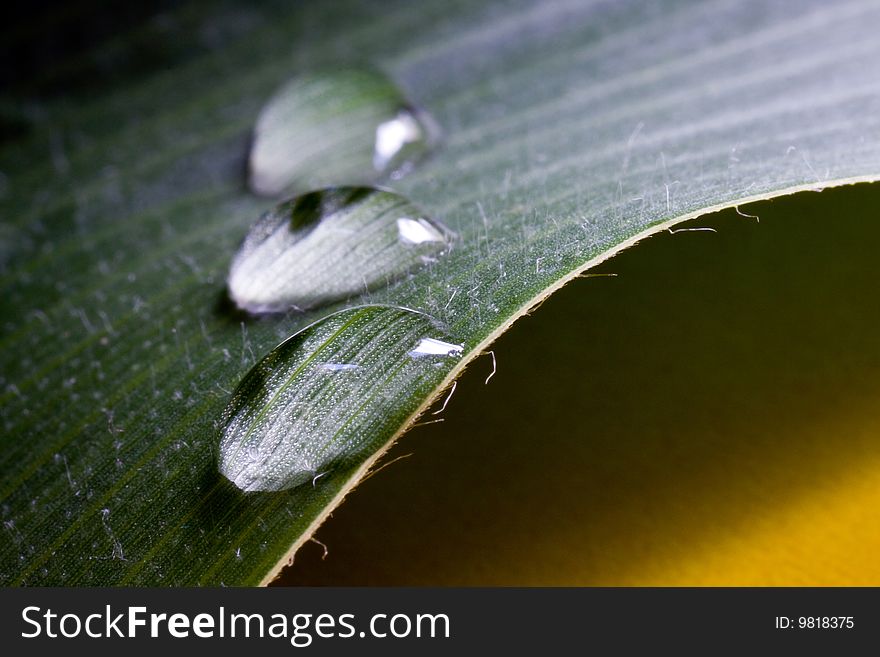 Big leaf with water drops.