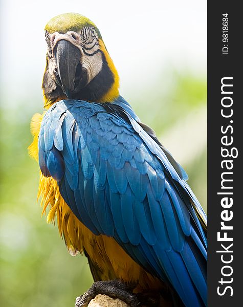 A close-up picture of blue and yellow macaw.