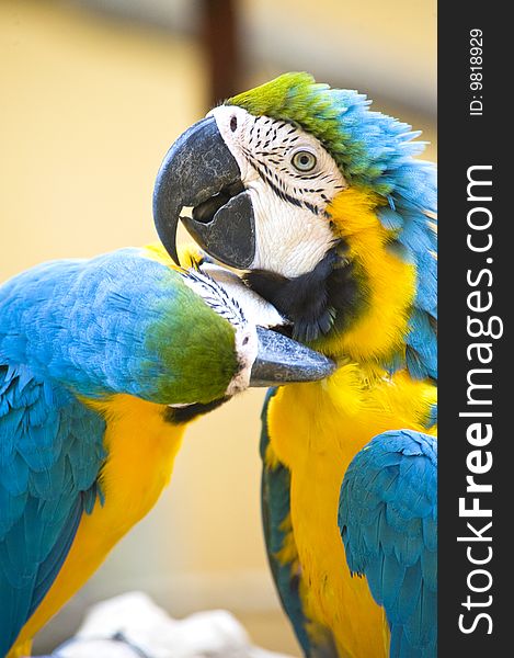 A pair of blue and yellow macaw cleaning each other.