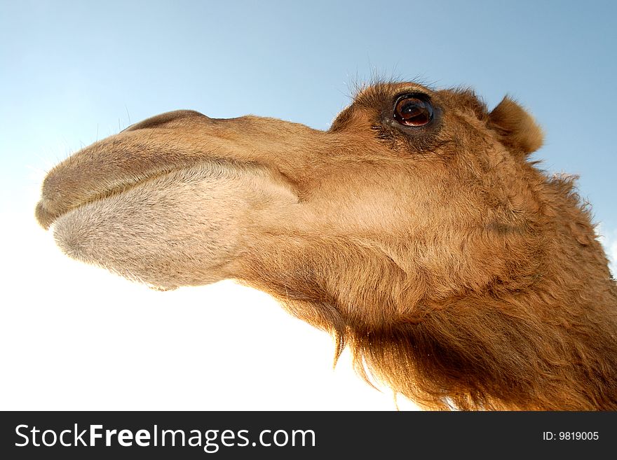 Camels Head