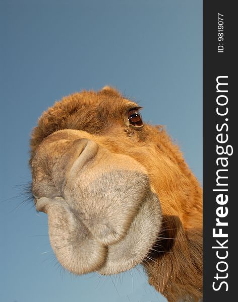 A close up of a camel looking down at the camera. A close up of a camel looking down at the camera