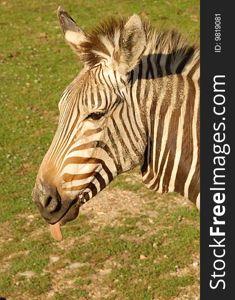 Side view of a zebra head with his tongue sticking out. Side view of a zebra head with his tongue sticking out