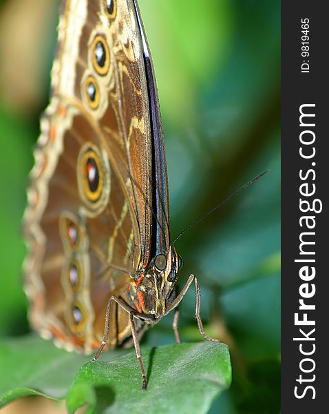 Bat butterfly on the letter of the plant.