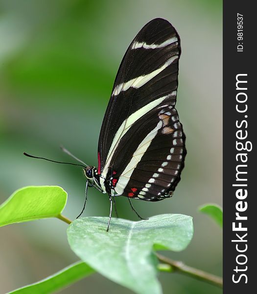 Zebra Butterfly1