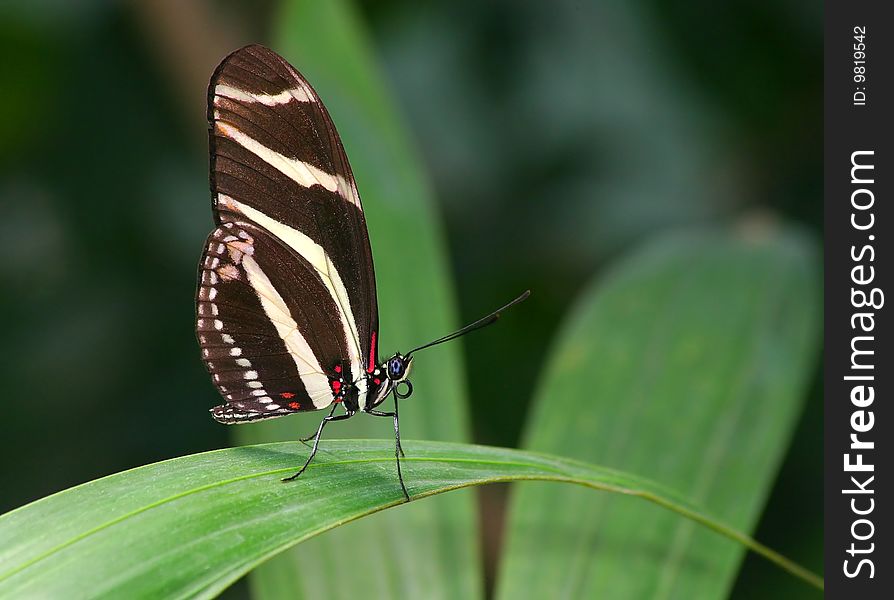 Zebra butterfly on the plant. Zebra butterfly on the plant.