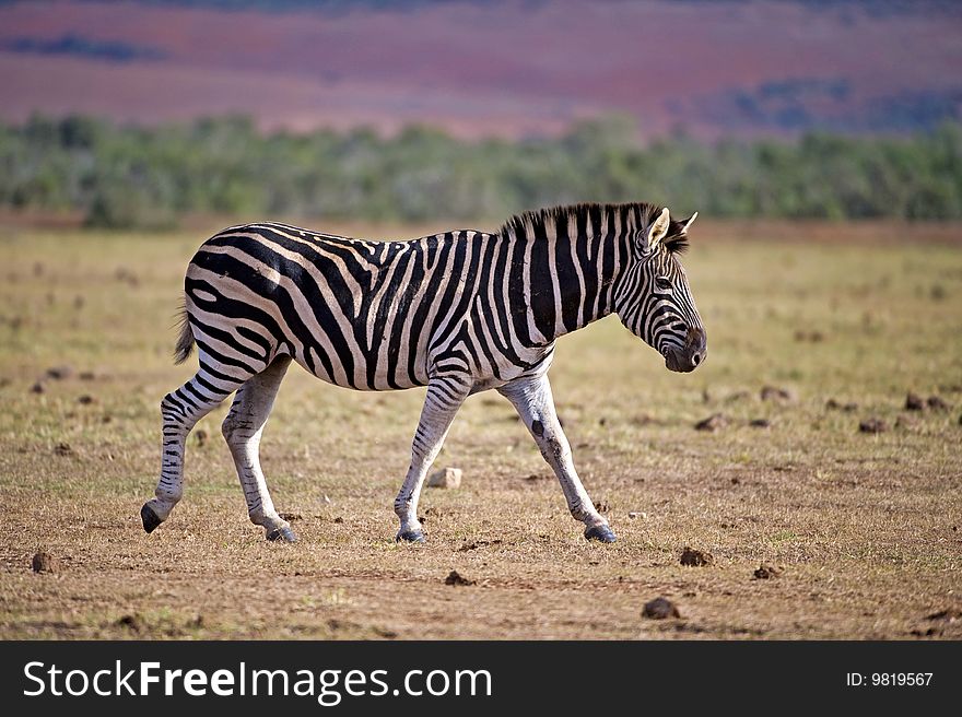 A Burchell's Zebra passes the photographer on the African Plains