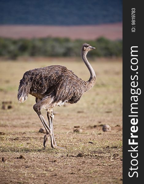 A large adult female ostrich arrives at the waterhole for a morning drink. A large adult female ostrich arrives at the waterhole for a morning drink