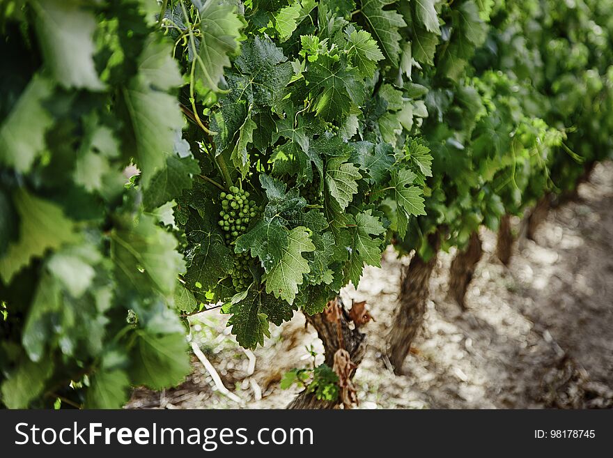 Field of vineyards to make wine, detail of ecological cultivation, wine and grape. Field of vineyards to make wine, detail of ecological cultivation, wine and grape