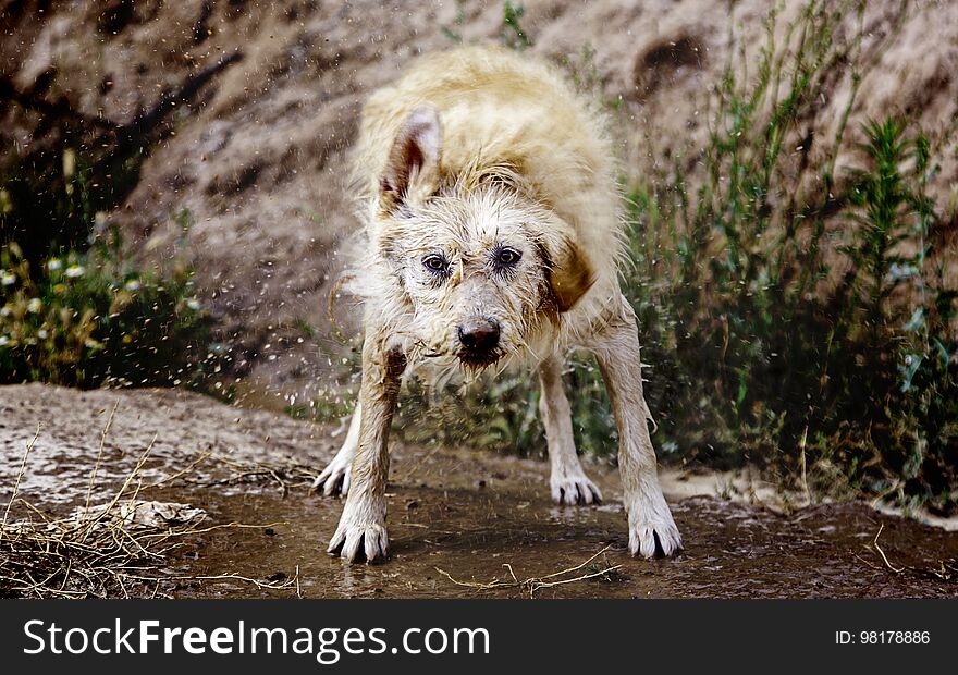 Dog shaking water, detail of a wet animal, enjoying and having fun