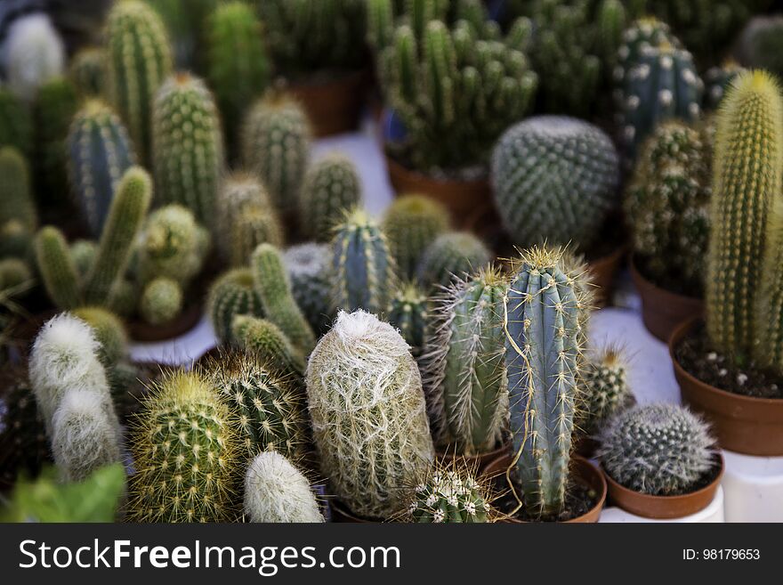 Small desert cactus in an old market, detail of plants in pots