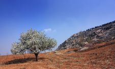 Pear Trees Have Been Flowering Royalty Free Stock Photo Pear Trees Have Been Flowering Royalty Free Stock Photo