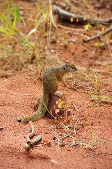 Tree Squirrel (Paraxerus Cepapi) Stock Images Tree Squirrel (Paraxerus Cepapi) Stock Images