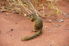 Tree Squirrel (Paraxerus Cepapi) Royalty Free Stock Photo Tree Squirrel (Paraxerus Cepapi) Royalty Free Stock Photo