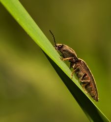 Click Beetle Climbing Up On A Grass-hill Royalty Free Stock Photography