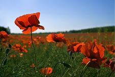 Poppy Field Royalty Free Stock Image Poppy Field Royalty Free Stock Image