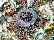 Giant Urchin Royalty Free Stock Photography