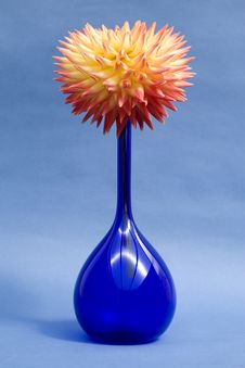 Dahlia Bloom In A Blue Vase Royalty Free Stock Photos Dahlia Bloom In A Blue Vase Royalty Free Stock Photos