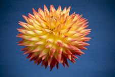 Dahlia Bloom On Blue Background Royalty Free Stock Images Dahlia Bloom On Blue Background Royalty Free Stock Images