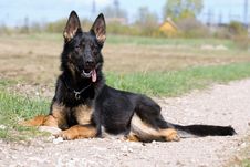 Young German Sheepdog Royalty Free Stock Photo Young German Sheepdog Royalty Free Stock Photo