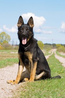 Young German Sheepdog Stock Photo Young German Sheepdog Stock Photo