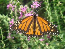 Monarch Butterfly Stock Image Monarch Butterfly Stock Image