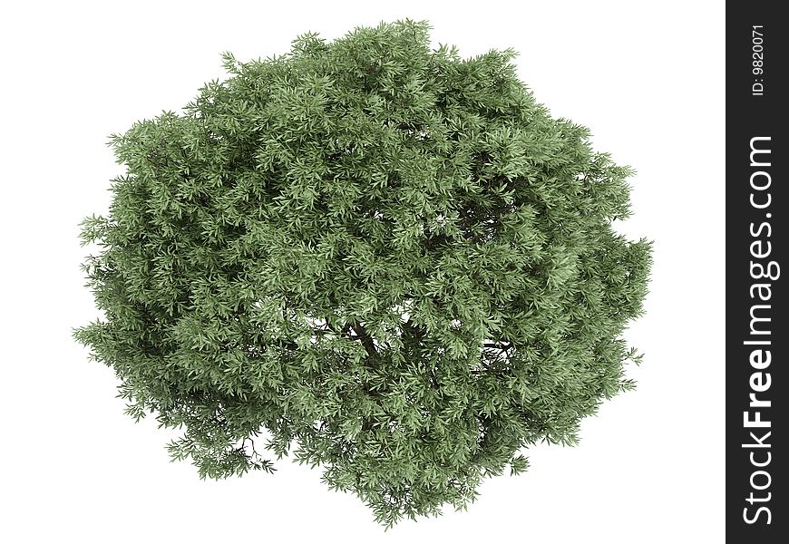 Rendered 3d isolated willow (Salix fragilis). Rendered 3d isolated willow (Salix fragilis)