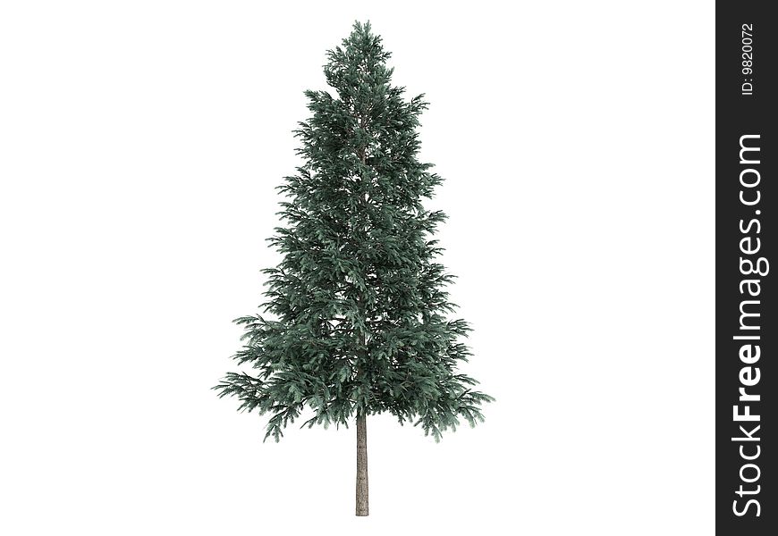Rendered 3d isolated spruce (Picea abies). Rendered 3d isolated spruce (Picea abies)