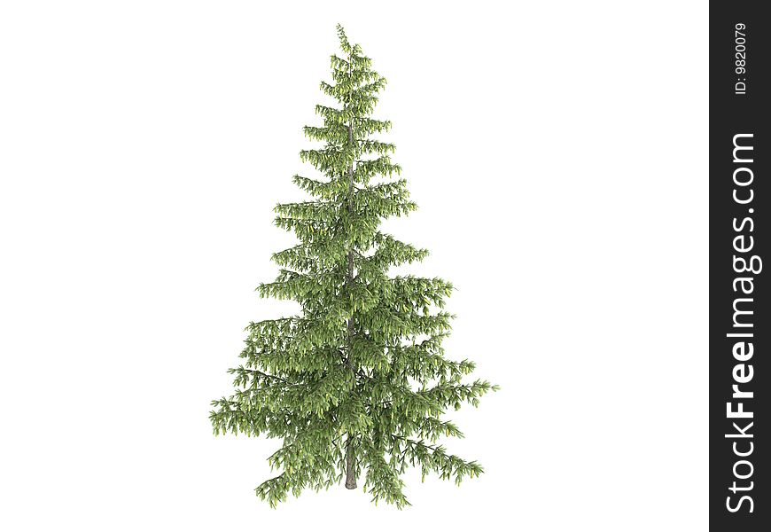 Rendered 3d isolated spruce (Picea). Rendered 3d isolated spruce (Picea)