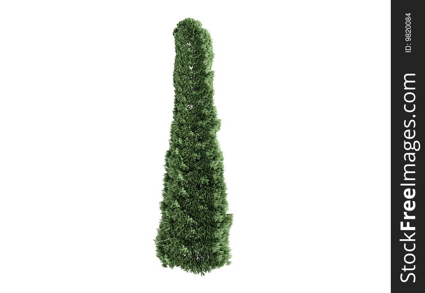 Rendered 3d isolated thuja on white background
