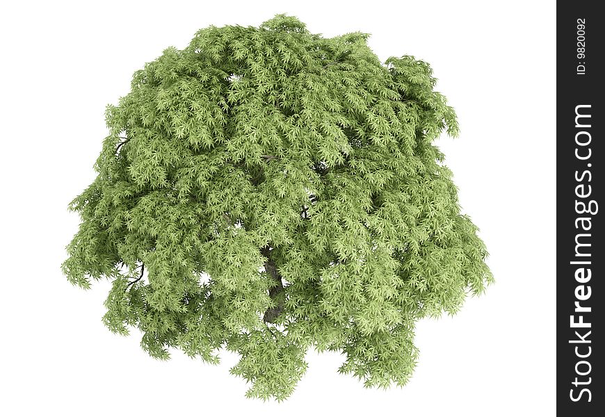 Rendered 3d isolated maple (Acer palmatum). Rendered 3d isolated maple (Acer palmatum)