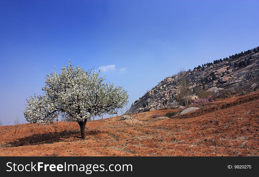 Spring is coming,pear trees have been Flowering.