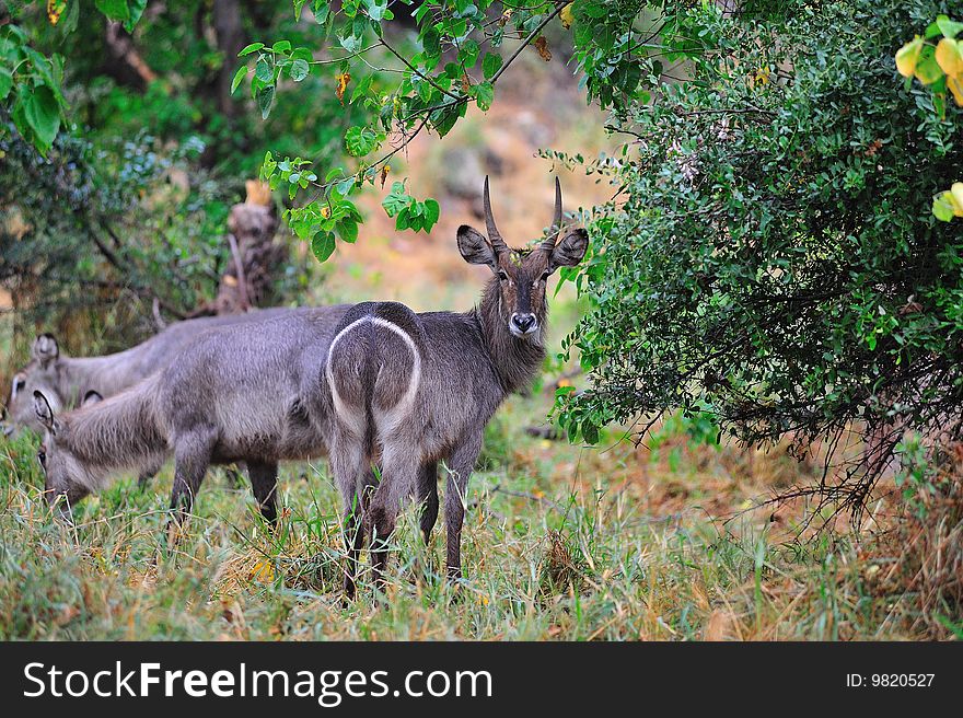 Waterbuck (Kobus ellipsiprymnus) are found in scrub and savanna areas near water where they eat grass. Despite its name, the Waterbuck does not spend much time in the water, but will take refuge there to escape predators (South Africa).