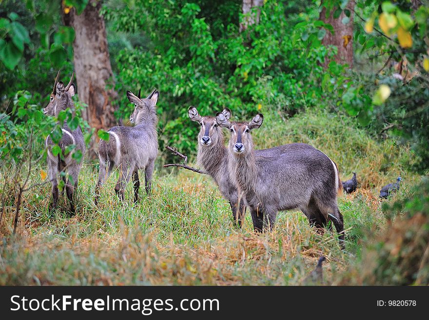 Waterbuck (Kobus ellipsiprymnus)