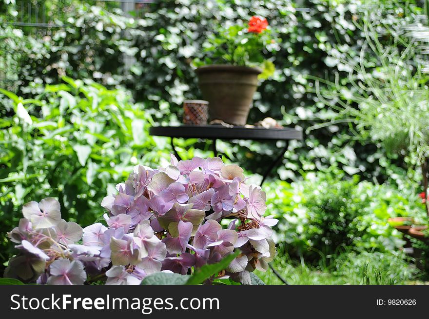 Pink hydrangea in the garden. Pink hydrangea in the garden