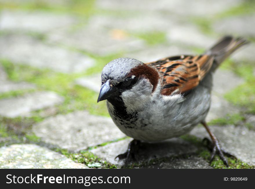 Young sparrow sitting on the ground. Young sparrow sitting on the ground