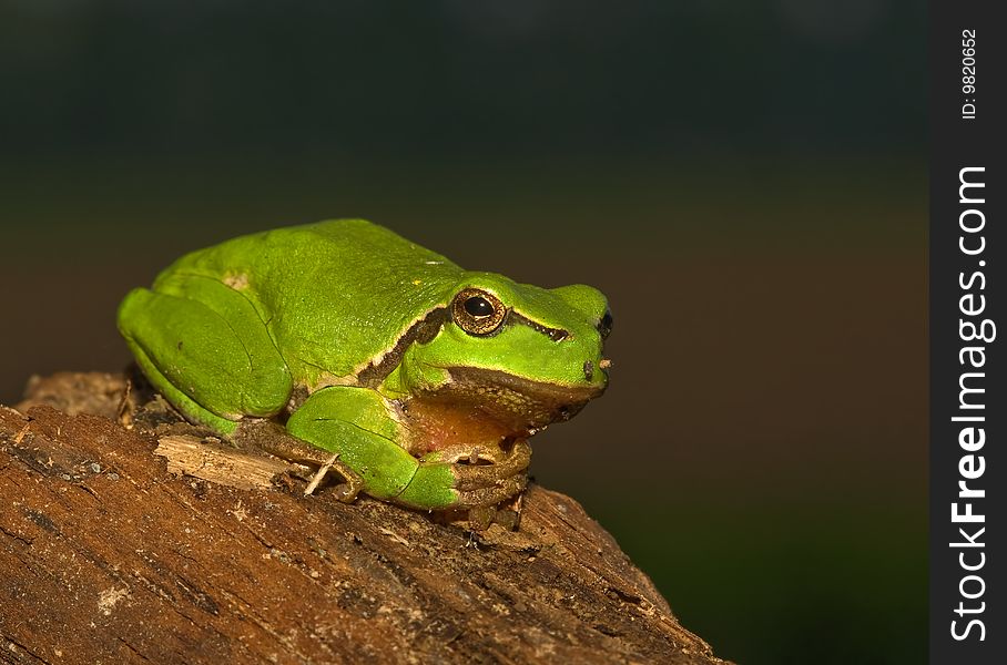 European treefrog sitting or laying relaxed on some wood