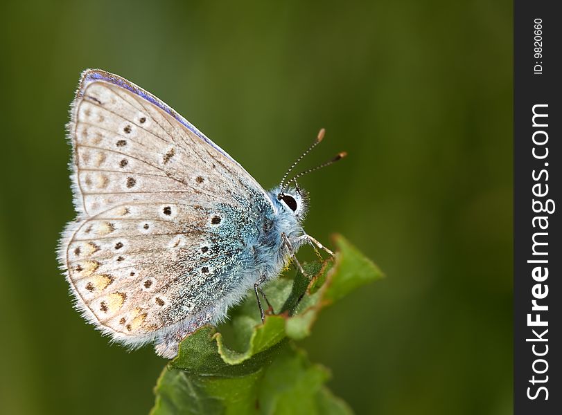 Polyommatus Icarus On A Green Leaf