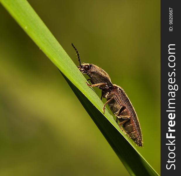 Click Beetle climbing up on a grass-hill