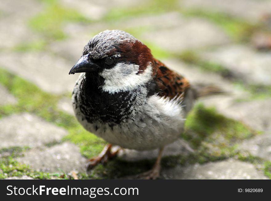 Young sparrow sitting on the ground